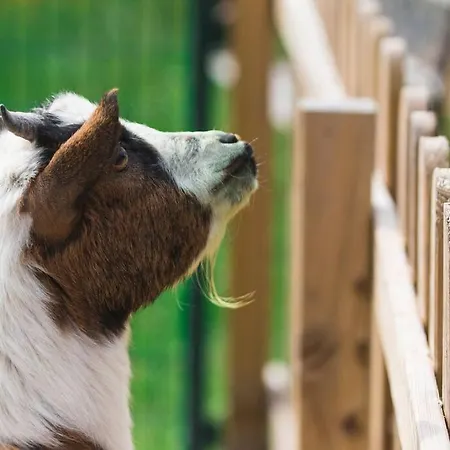 بيت للعطل Maison Chez Mariebel - 20 Pers Avec Piscine Jacuzzi Sauna Ottonville et Ricrange